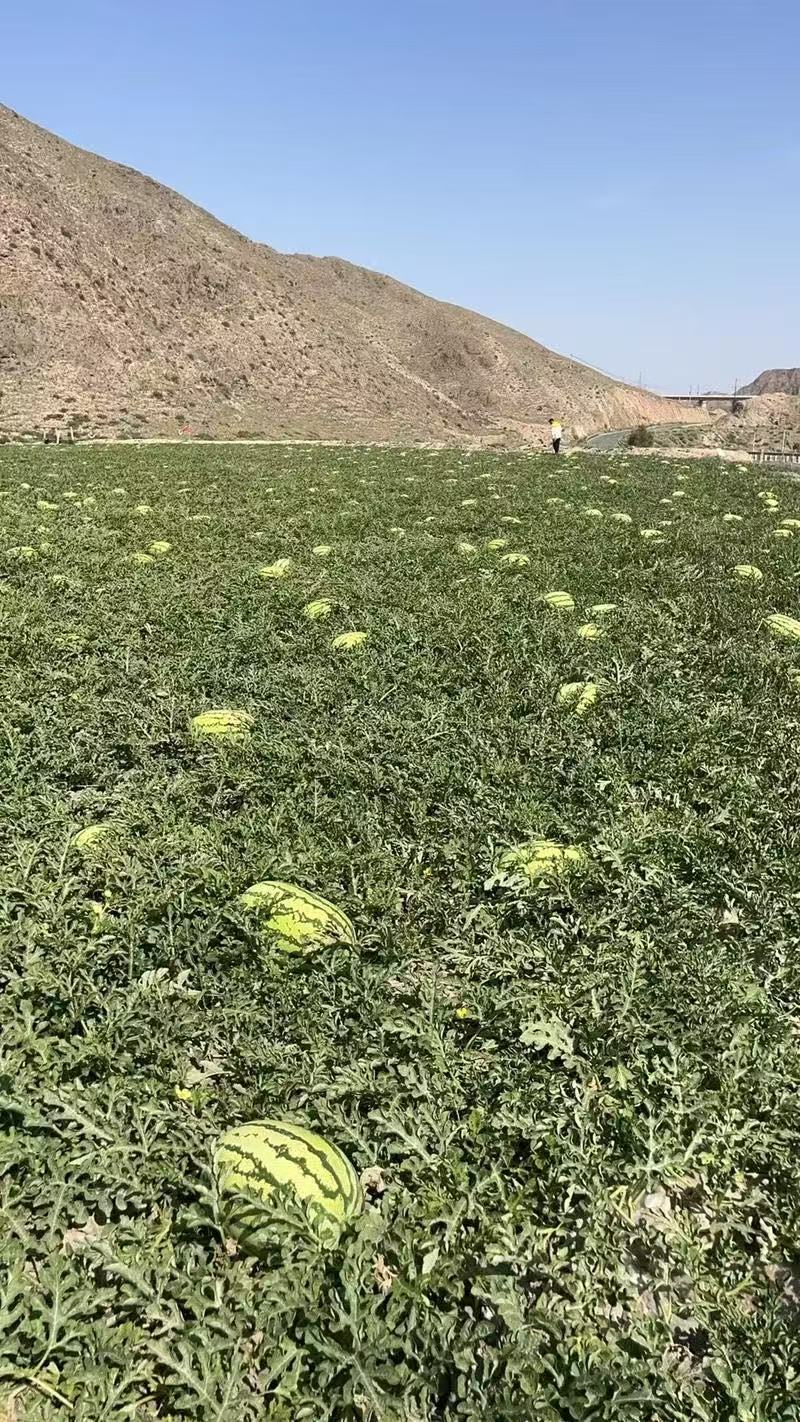 【硒砂瓜基地】硒砂瓜，规格齐全，出货快货量大，可电话沟通