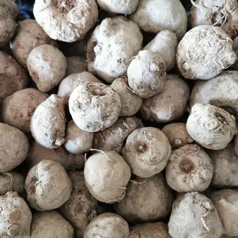新鲜魔芋现挖大个新鲜当季魔芋基地魔芋豆腐原材料食用装