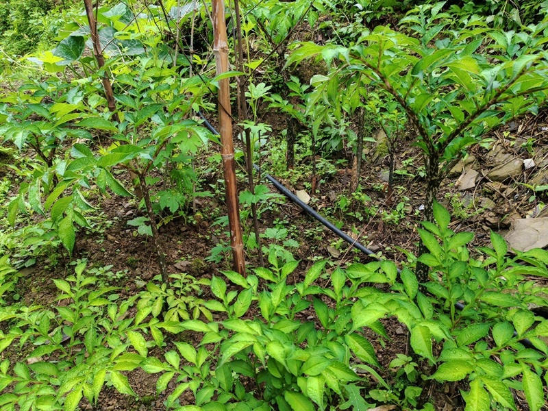 新鲜魔芋现挖大个新鲜当季魔芋基地魔芋豆腐原材料食用装