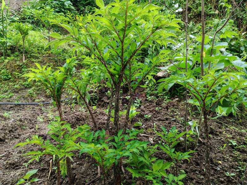 新鲜魔芋现挖大个新鲜当季魔芋基地魔芋豆腐原材料食用装