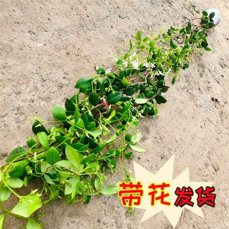 风车茉莉爬藤植物络石藤苗庭院四季常青银丝茉莉藤蔓耐寒耐热