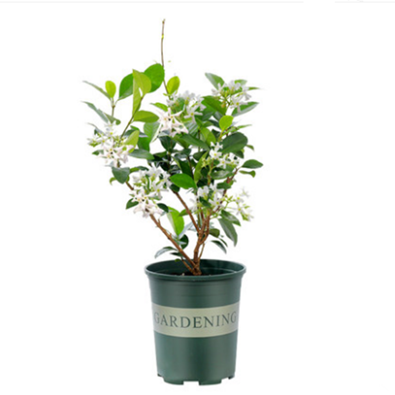 风车茉莉爬藤植物络石藤苗庭院四季常青银丝茉莉藤蔓耐寒耐热
