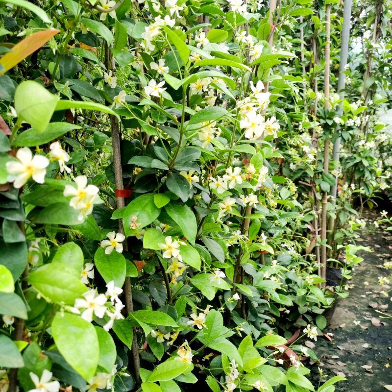 风车茉莉爬藤植物络石藤苗庭院四季常青银丝茉莉藤蔓耐寒耐热