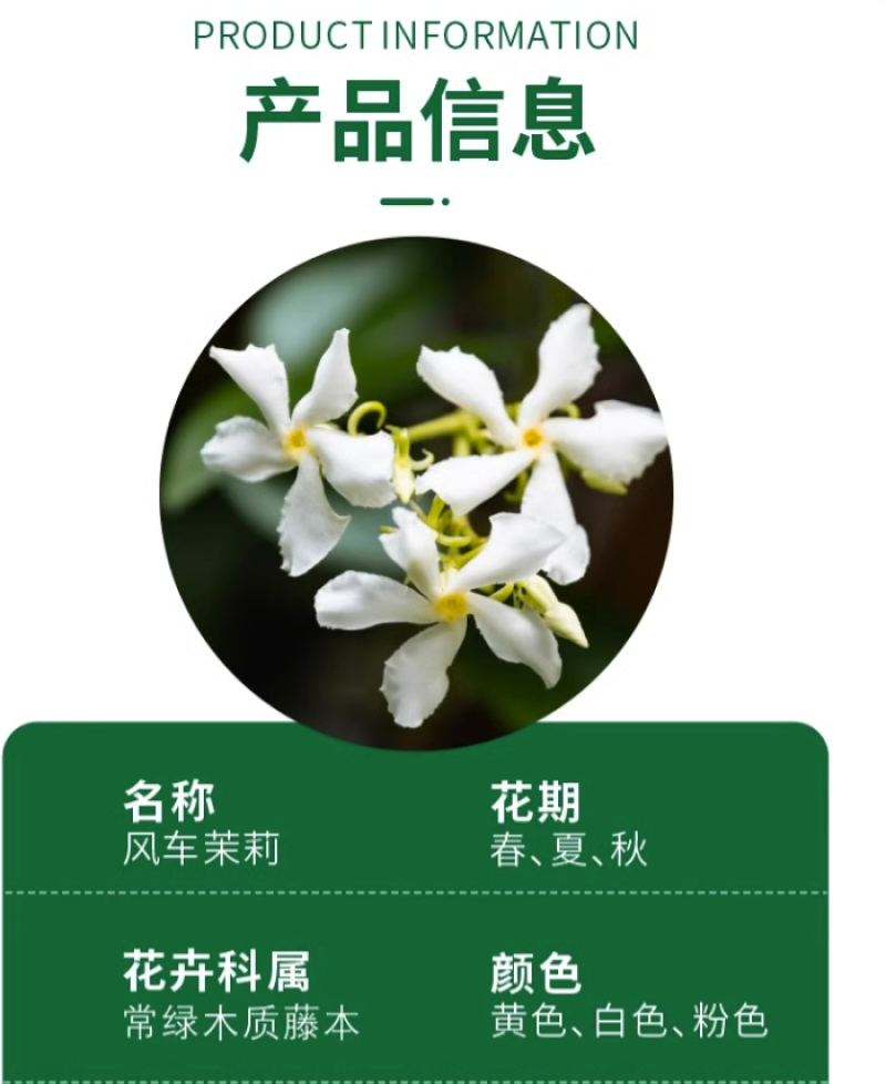 风车茉莉爬藤植物络石藤苗庭院四季常青银丝茉莉藤蔓耐寒耐热