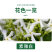 风车茉莉爬藤植物络石藤苗庭院四季常青银丝茉莉藤蔓耐寒耐热