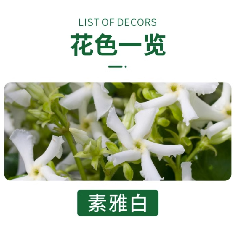 风车茉莉爬藤植物络石藤苗庭院四季常青银丝茉莉藤蔓耐寒耐热