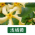 风车茉莉爬藤植物络石藤苗庭院四季常青银丝茉莉藤蔓耐寒耐热