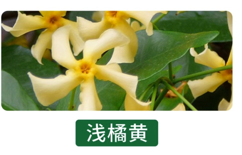 风车茉莉爬藤植物络石藤苗庭院四季常青银丝茉莉藤蔓耐寒耐热