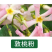 风车茉莉爬藤植物络石藤苗庭院四季常青银丝茉莉藤蔓耐寒耐热