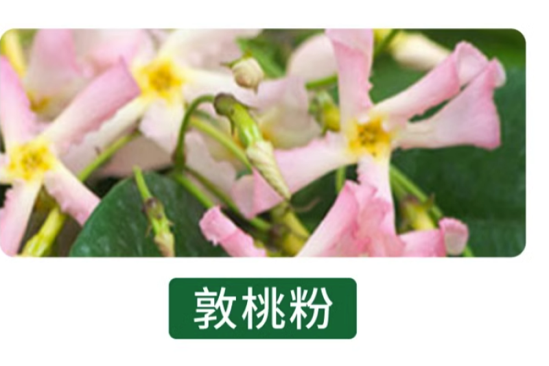 风车茉莉爬藤植物络石藤苗庭院四季常青银丝茉莉藤蔓耐寒耐热