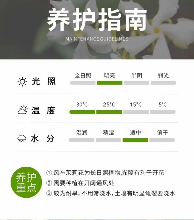 风车茉莉爬藤植物络石藤苗庭院四季常青银丝茉莉藤蔓耐寒耐热