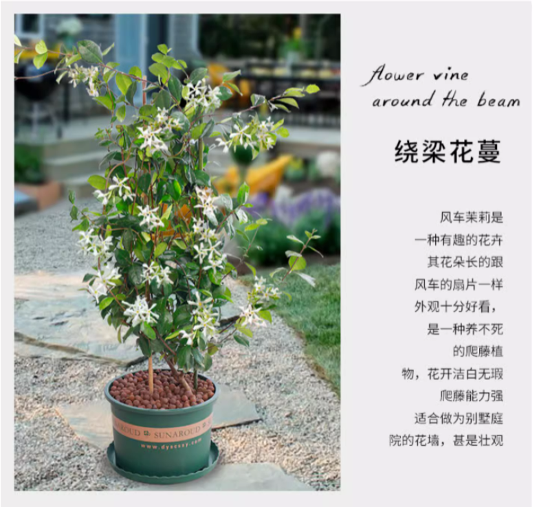 风车茉莉爬藤植物络石藤苗庭院四季常青银丝茉莉藤蔓耐寒耐热