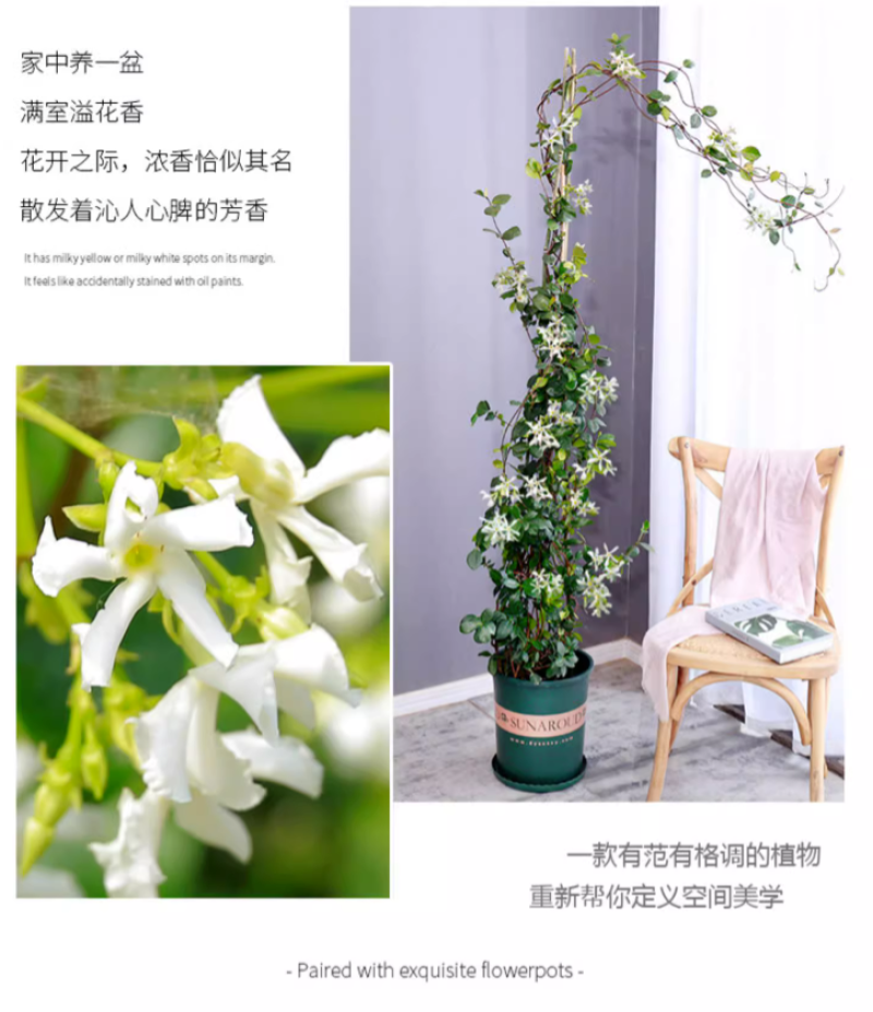 风车茉莉爬藤植物络石藤苗庭院四季常青银丝茉莉藤蔓耐寒耐热