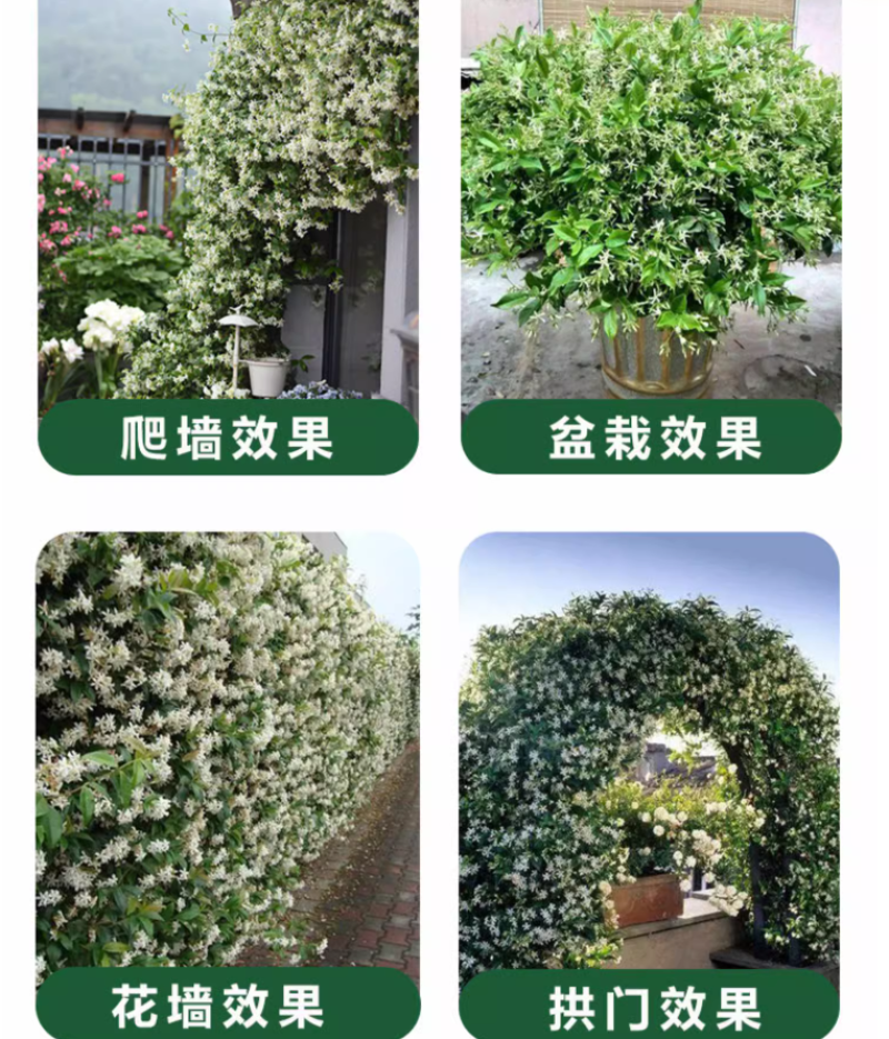 风车茉莉爬藤植物络石藤苗庭院四季常青银丝茉莉藤蔓耐寒耐热