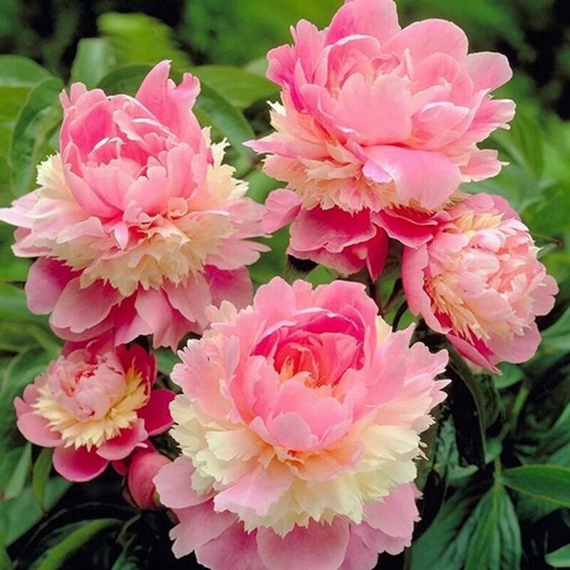芍药花苗重瓣带芽根块四季多年生易养活种根庭院盆栽耐寒芳香