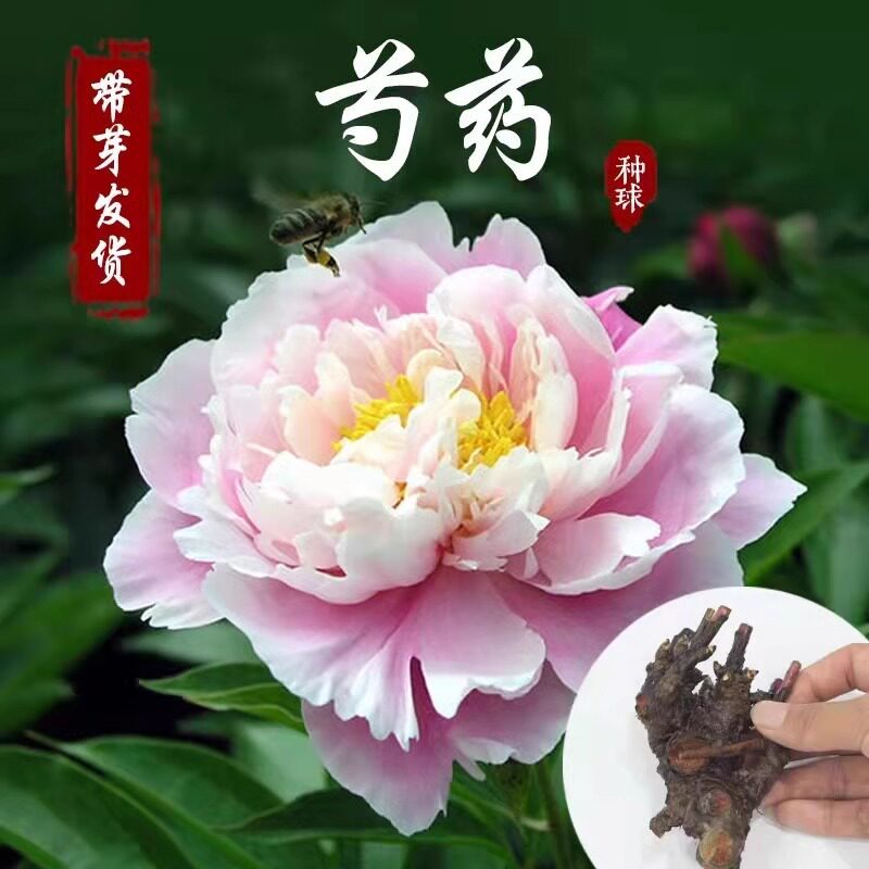 芍药花苗重瓣带芽根块四季多年生易养活种根庭院盆栽耐寒芳香