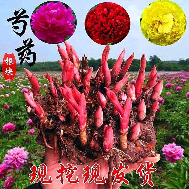 芍药花苗重瓣带芽根块四季多年生易养活种根庭院盆栽耐寒芳香