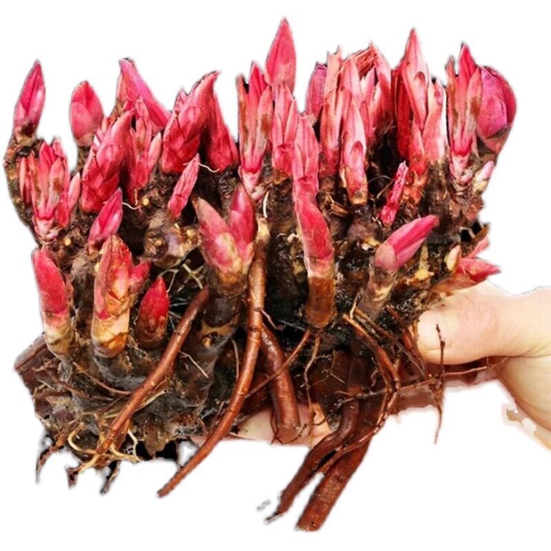芍药花苗重瓣带芽根块四季多年生易养活种根庭院盆栽耐寒芳香