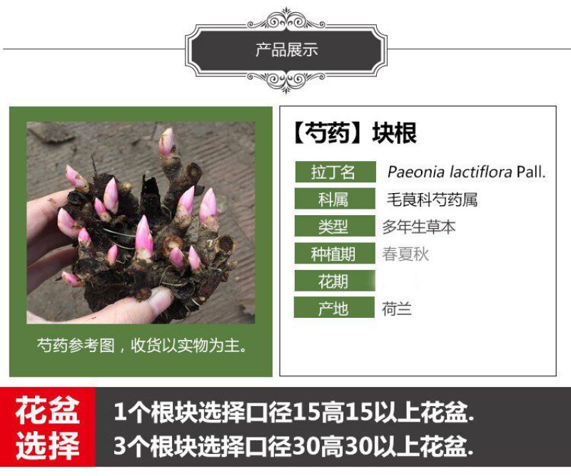 芍药花苗重瓣带芽根块四季多年生易养活种根庭院盆栽耐寒芳香