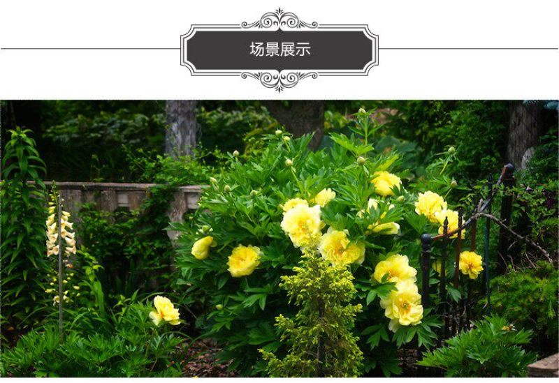 芍药花苗重瓣带芽根块四季多年生易养活种根庭院盆栽耐寒芳香