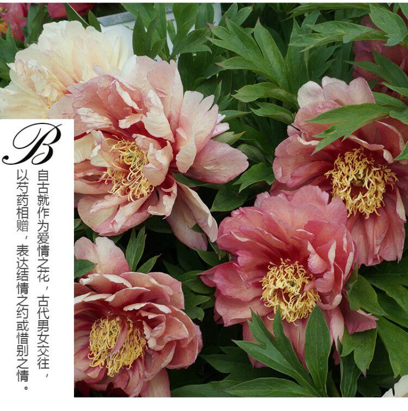 芍药花苗重瓣带芽根块四季多年生易养活种根庭院盆栽耐寒芳香