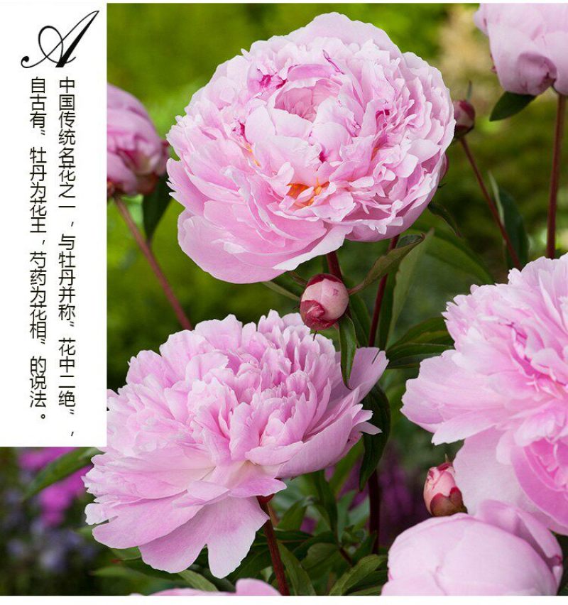 芍药花苗重瓣带芽根块四季多年生易养活种根庭院盆栽耐寒芳香