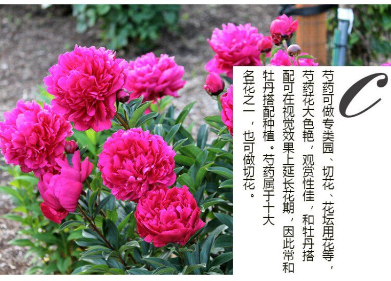 芍药花苗重瓣带芽根块四季多年生易养活种根庭院盆栽耐寒芳香