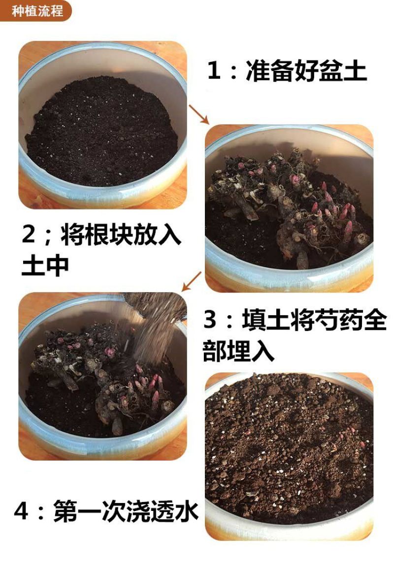 芍药花苗重瓣带芽根块四季多年生易养活种根庭院盆栽耐寒芳香