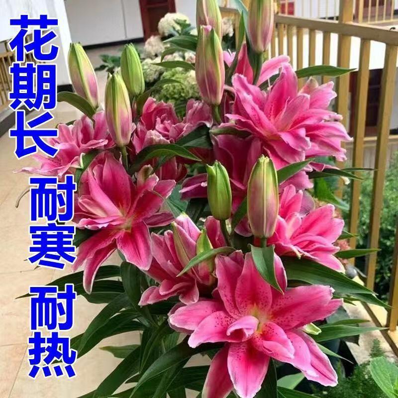 百合花种球进口香水百合四季好养花卉植物室内鲜花绿植盆栽花