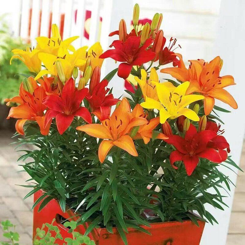 百合花种球进口香水百合四季好养花卉植物室内鲜花绿植盆栽花