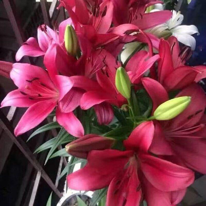 百合花种球进口香水百合四季好养花卉植物室内鲜花绿植盆栽花