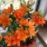 百合花种球进口香水百合四季好养花卉植物室内鲜花绿植盆栽花