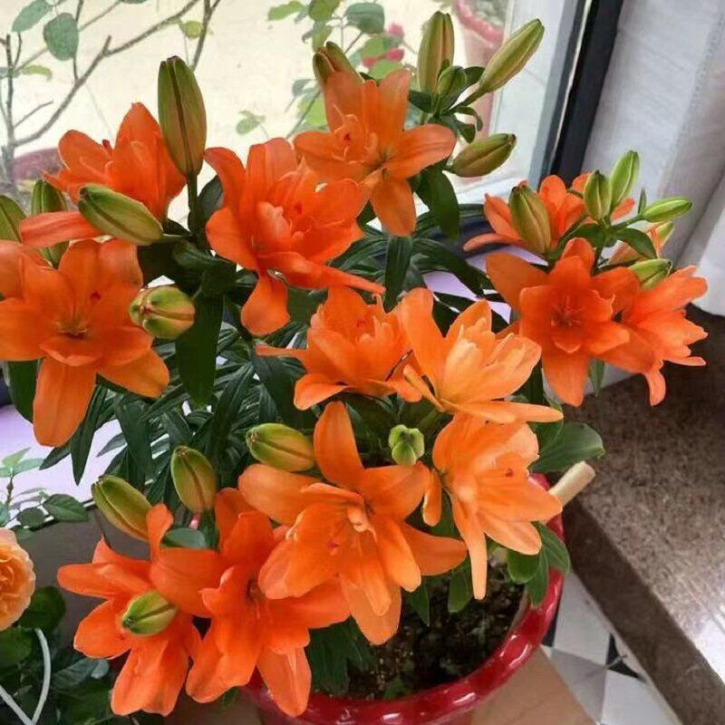 百合花种球进口香水百合四季好养花卉植物室内鲜花绿植盆栽花