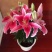 百合花种球进口香水百合四季好养花卉植物室内鲜花绿植盆栽花