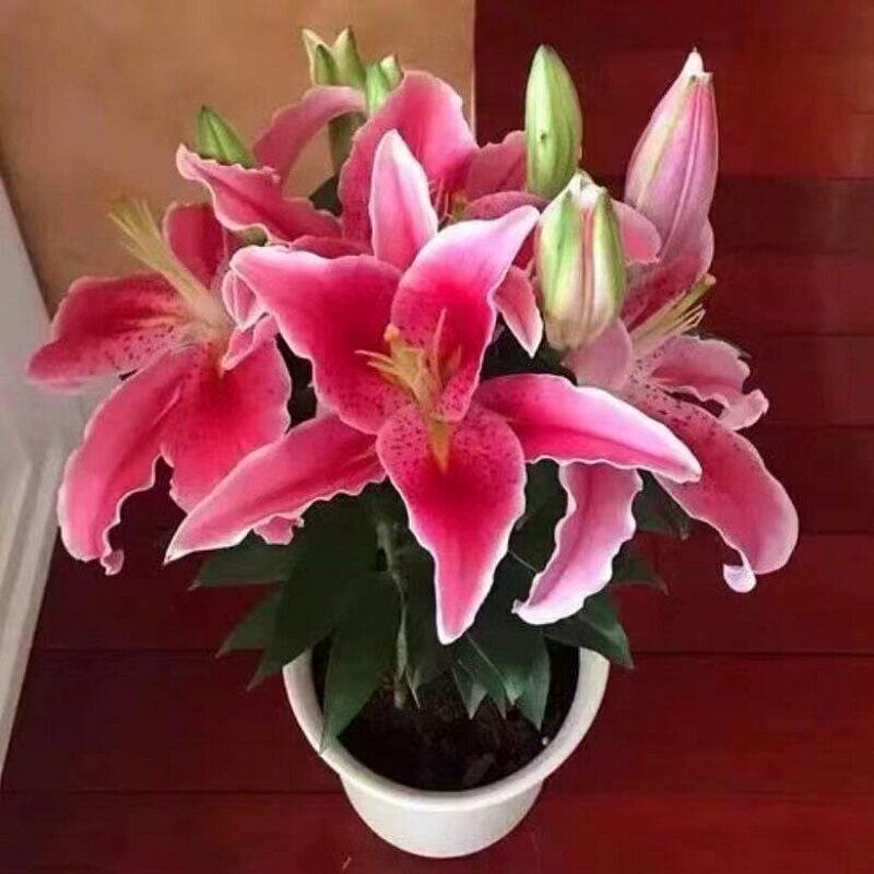 百合花种球进口香水百合四季好养花卉植物室内鲜花绿植盆栽花