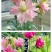 百合花种球进口香水百合四季好养花卉植物室内鲜花绿植盆栽花