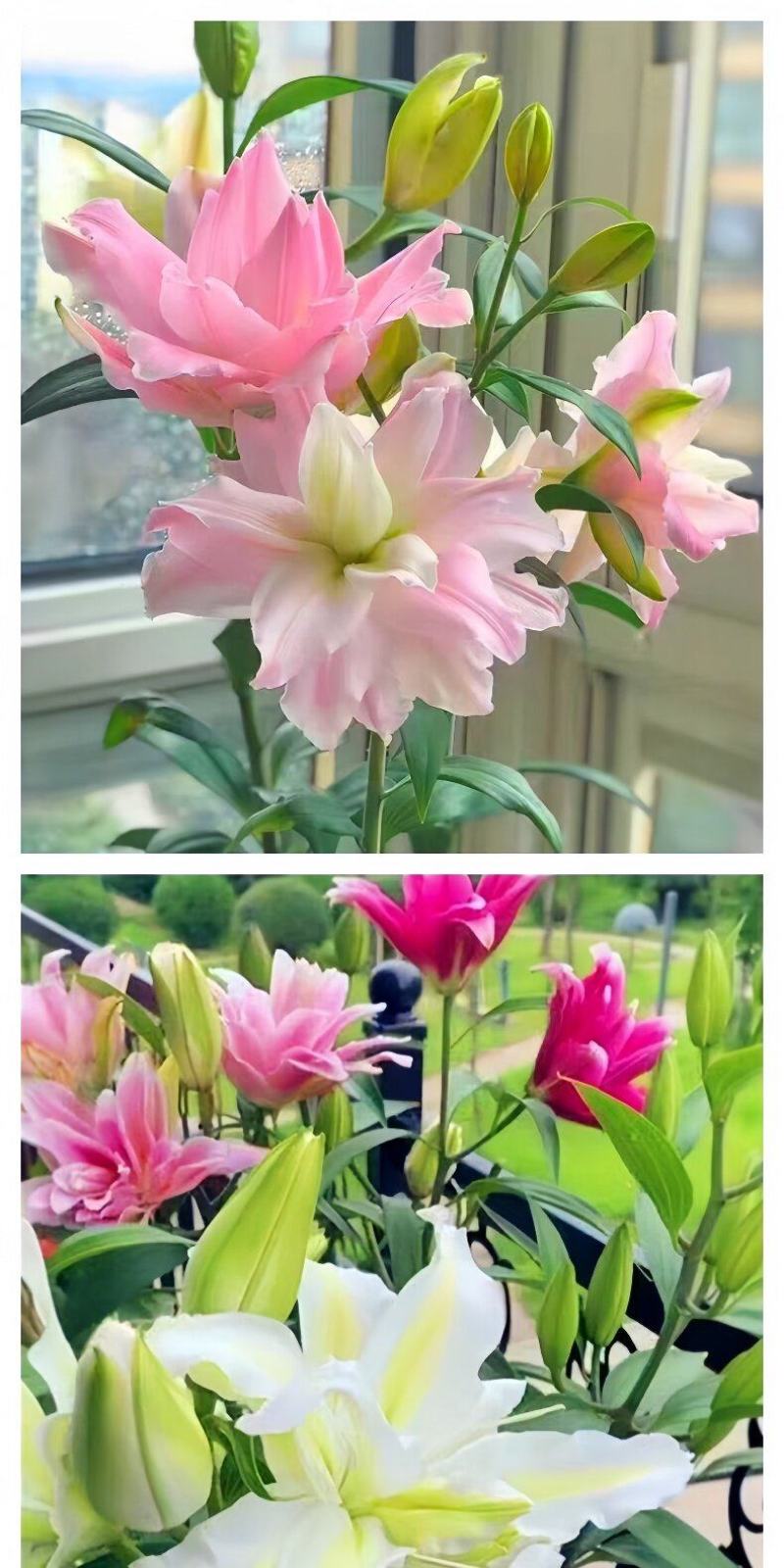 百合花种球进口香水百合四季好养花卉植物室内鲜花绿植盆栽花