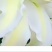 百合花种球进口香水百合四季好养花卉植物室内鲜花绿植盆栽花