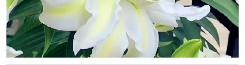 百合花种球进口香水百合四季好养花卉植物室内鲜花绿植盆栽花