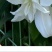 百合花种球进口香水百合四季好养花卉植物室内鲜花绿植盆栽花