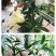 百合花种球进口香水百合四季好养花卉植物室内鲜花绿植盆栽花