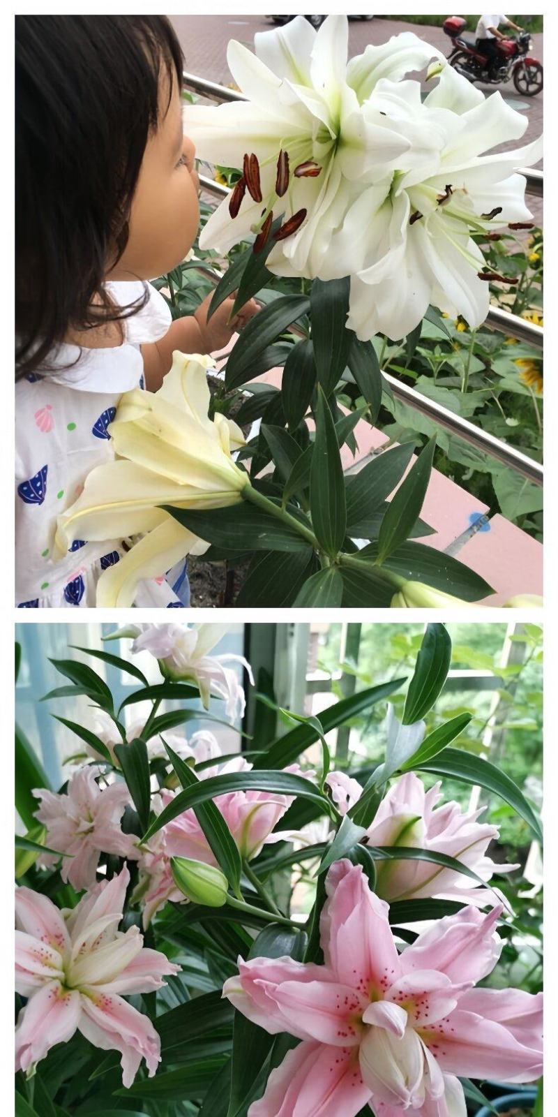 百合花种球进口香水百合四季好养花卉植物室内鲜花绿植盆栽花