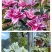 百合花种球进口香水百合四季好养花卉植物室内鲜花绿植盆栽花