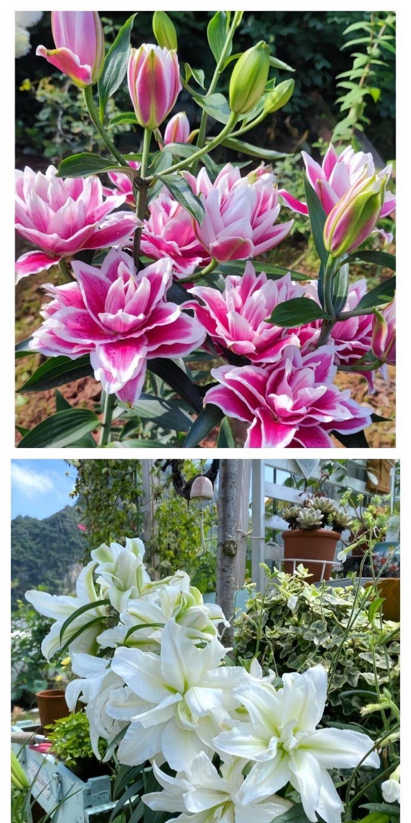 百合花种球进口香水百合四季好养花卉植物室内鲜花绿植盆栽花