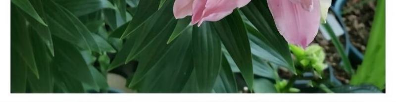 百合花种球进口香水百合四季好养花卉植物室内鲜花绿植盆栽花