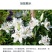百合花种球进口香水百合四季好养花卉植物室内鲜花绿植盆栽花