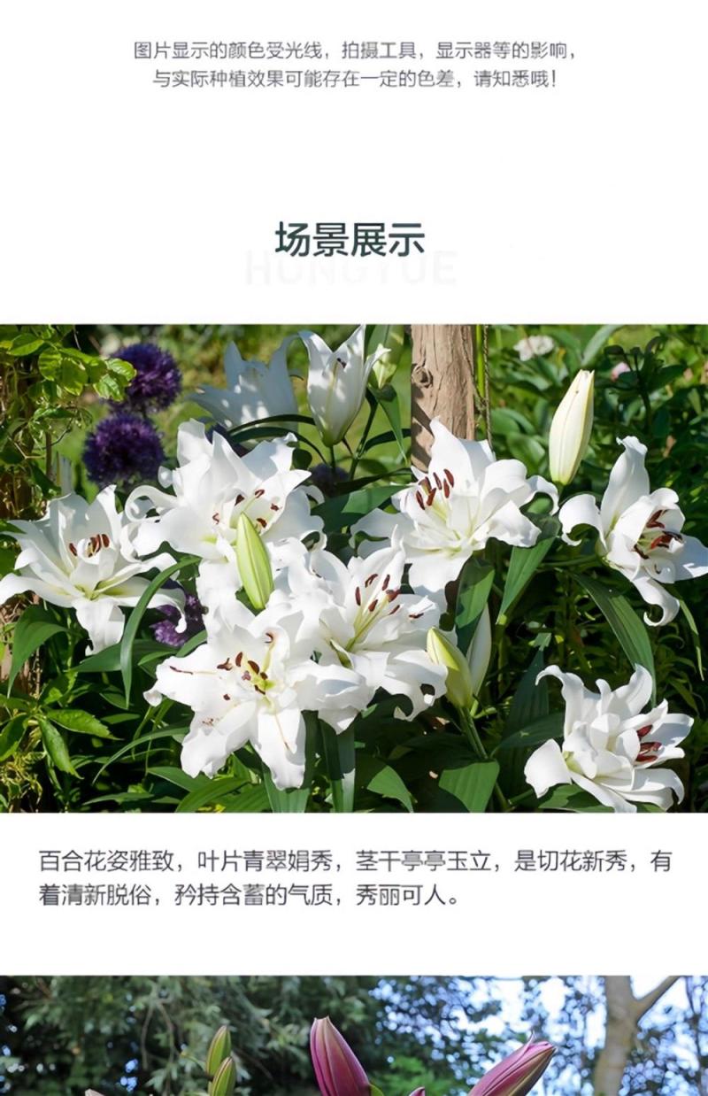 百合花种球进口香水百合四季好养花卉植物室内鲜花绿植盆栽花
