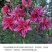 百合花种球进口香水百合四季好养花卉植物室内鲜花绿植盆栽花