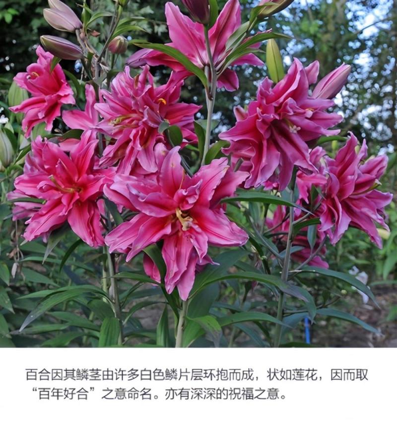 百合花种球进口香水百合四季好养花卉植物室内鲜花绿植盆栽花