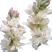 晚香玉种球夜来香花苗盆栽多年生庭院四季易活浓香型花卉植物